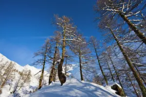 Larix: Winter landscape with larch tree forest