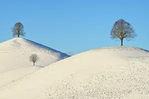 Lime: Winter landscape, Three lime trees (Tilia), standing