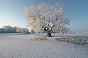 Hoar: Winter Landscape of a partly frozen floodplain of the IJssel