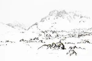 Hornworts: Winter landscape with a snow-covered lavafield and mountains