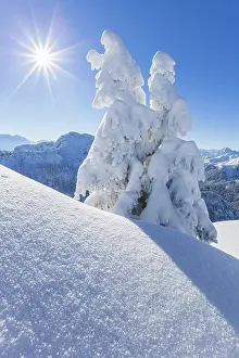 Upper: Winter landscape and snow-covered trees in front
