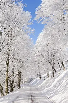 Copper: Winter landscape, snow-covered weather beech, copper
