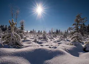 Beam: Winter landscape, snow, trees, conifer, sun, sun