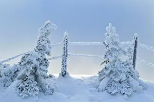 Firs: Winter Landscape, Snowy Firs with Fence, Bernese