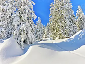 Rigi: Winter Landscape, Snowy Forest, Rigi Staffel, Canton