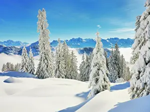 Rigi: Winter Landscape, Snowy Forest, Central Swiss Alps