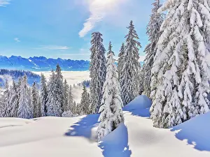 Rigi: Winter Landscape, Snowy Forest, Central Swiss Alps
