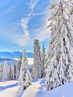 Rigi: Winter Landscape, Snowy Forest, Central Swiss Alps