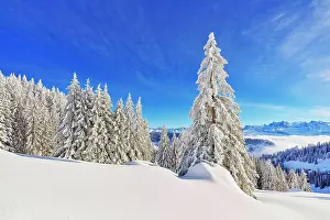 Rigi: Winter Landscape, Snowy Forest, Central Swiss Alps