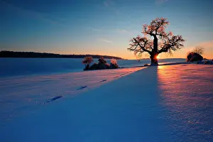 Outline: Winter landscape with solitary Oak (Quercus) at