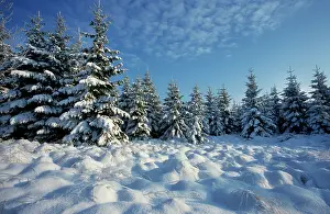 Winter landscape with spruce woodland and snow