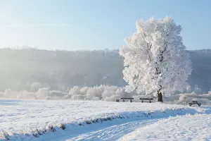 051218: Winter landscape with trees and benches on the banks