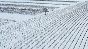 230122: Winter landscape with vineyards and fields, aerial