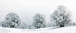Department: Winter landscpae, frozen trees in winter, Mont Sal&, x8da5;