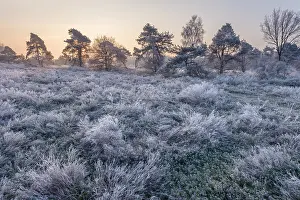 Heuvelrug: Winter morning with frost covered heath and tre