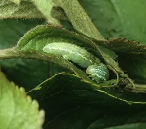 Geometridae: Winter moth caterpillar