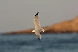 Audouins: Winter moulting AudouinIs Gull