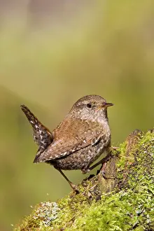 Wrens: Winter / Northern Wren