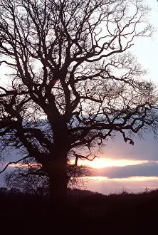 Sympathy: WINTER OAK - at sunset