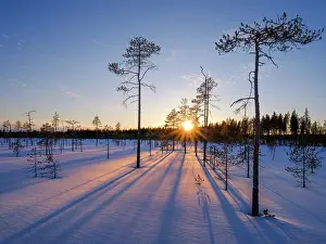 Pine: Winter in the Oulanka National Park in Finnish Lapland