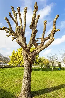 Training: Winter pruning of a Weeping willow (Salix babylonica)