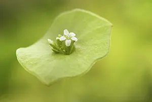Lettuce: Winter Purslane