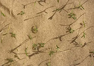 Regrowth: Winter Rainfall - seedlings comong up in Eureka