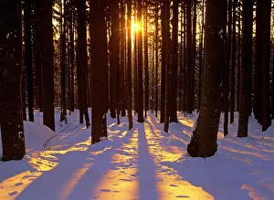 Throwing: Winter scenery - coniferous forest in late evening