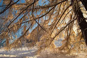 Creating: winter scenery - early snow has fallen and covers