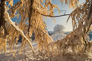 Creating: Winter scenery - early snow has fallen and covers