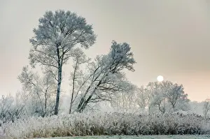 Loneliness: Winter scenic with forsted trees in a landscape conservation