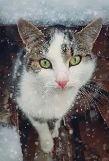 Tomcat: Winter season cat portrait. Close up kitten outdoor