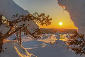 Moun: Winter spruce forest - winter landscape on Riisitunturi moun