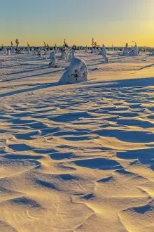 Moun: Winter spruce forest - winter landscape on Riisitunturi moun
