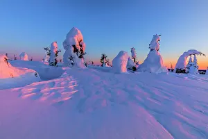 Moun: Winter spruce forest - winter landscape on Riisitunturi moun
