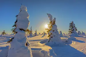 Moun: Winter spruce forest - winter landscape on Riisitunturi moun