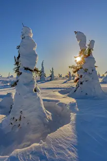 Moun: Winter spruce forest - winter landscape on Riisitunturi moun