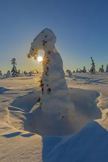 Moun: Winter spruce forest - winter landscape on Riisitunturi moun