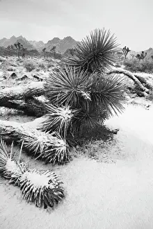 Zandria: Winter storm, Joshua Tree National Park, California