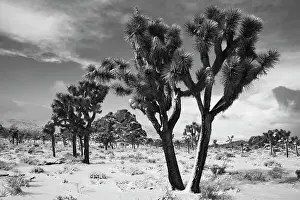 Zandria: Winter storm, Joshua Tree National Park, California