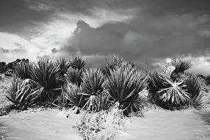 Zandria: Winter storm, Joshua Tree National Park, California