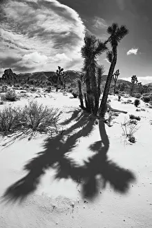 Zandria: Winter storm, Joshua Tree National Park, California