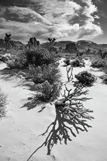 Zandria: Winter storm, Joshua Tree National Park, California