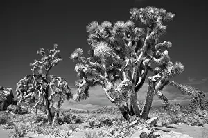 Zandria: Winter storm, Joshua Tree National Park, California