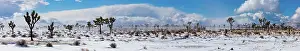 Zandria: Winter storm, Joshua Tree National Park, California
