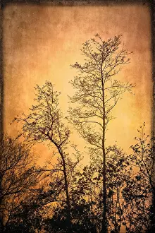 300119: Winter trees - Textured Image - Norfolk UK