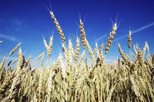 Kentucky: Winter Wheat