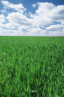 Kentucky: Winter wheat and clouds