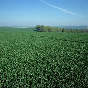 Oxfordshire: Winter wheat crop in Oxfordshire