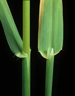Weed: Winter wild oat